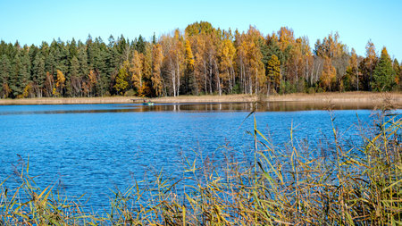 colorful autumn landscape with colorful trees on the lake shore, autumn nature, sunlit trees on an autumn day, Latviaの写真素材
