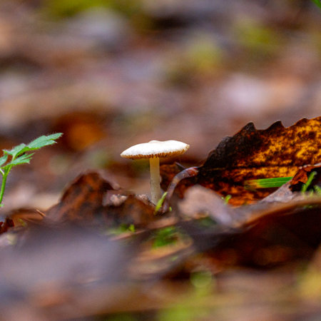 forest background foggy, blurred background, muted brown and gray tones in the background, autumn mushroom in the foreground, forest in autumnの写真素材
