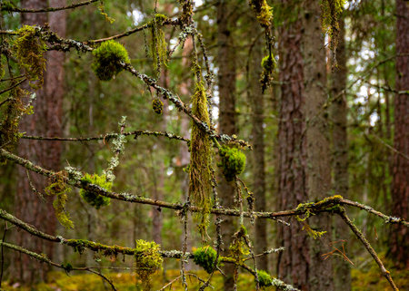 forest background in misty, ethereal painting, the background is muted brown and gray tones, in the foreground a lonely tree leaf, forest in autumnの写真素材