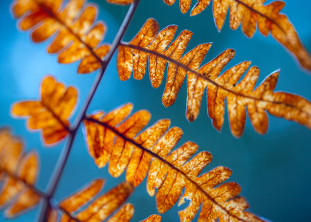 Autumn season mood, in the foreground the last leaves, and plants, autumn presence in nature, Latvian nature in autumnの写真素材
