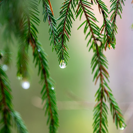 Autumn season mood, in the foreground the last leaves, and plants, autumn presence in natureの写真素材