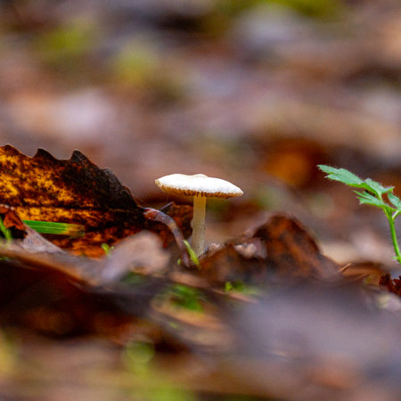 forest background foggy, blurred background, muted brown and gray tones in the background, autumn mushroom in the foreground, forest in autumnの写真素材