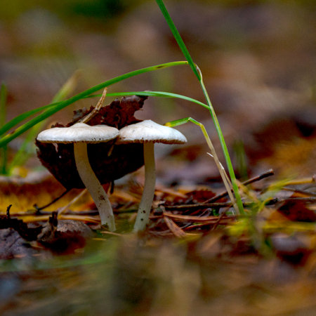 forest background foggy, blurred background, muted brown and gray tones in the background, autumn mushroom in the foreground, forest in autumnの写真素材