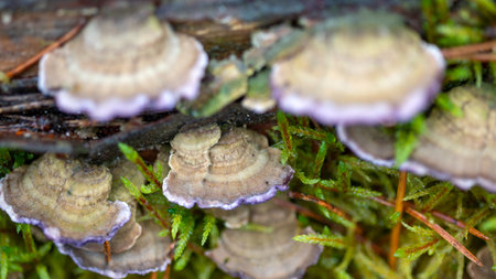 forest background foggy, blurred background, muted brown and gray tones in the background, autumn mushroom in the foreground, forest in autumnの写真素材