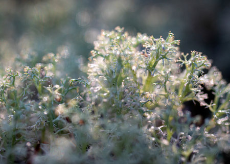 Autumn season mood, in the foreground the last leaves, and plants, autumn presence in nature, Latvian nature in autumnの写真素材