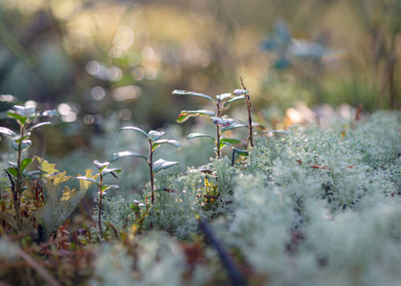 Autumn season mood, in the foreground the last leaves, and plants, autumn presence in nature, Latvian nature in autumnの写真素材