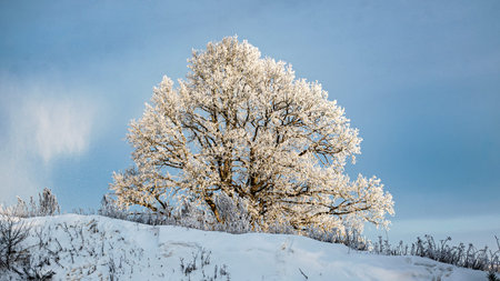 beautiful winter landscape with fabulous trees covered with frost, wonderful sunny, cold day, winterの写真素材