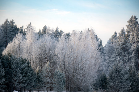 beautiful winter landscape with fabulous trees covered with frost, wonderful sunny, cold day, winterの写真素材