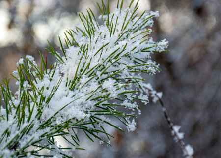 macro photography, snow-covered plants in the forest, winter view
