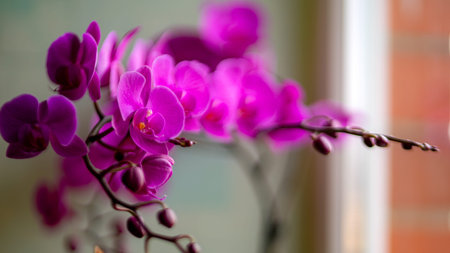gorgeous orchid flower on the windowsill, bunches of purple flowers, home interiorの写真素材
