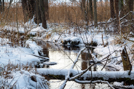 abstract tree, sky reflections in a small, wild wild river, winterの写真素材