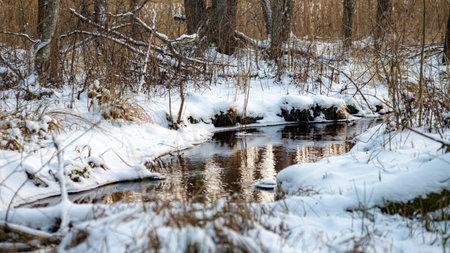 abstract tree, sky reflections in a small, wild river, winterの写真素材