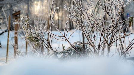 winter landscape with frosty trees in backlight, winter sun, blurred contours, snow on branches,...