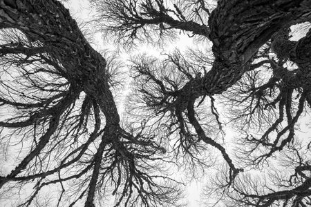 beautiful, contrasting tree branches against the sky, fog fades the branches in the distance,...