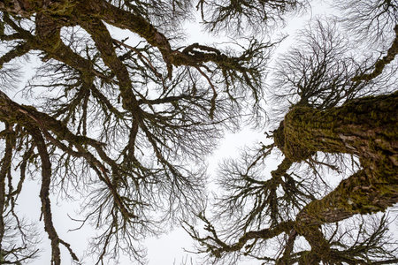 beautiful, contrasting tree branches against the sky, fog fades the branches in the distance, spatial effect, graphic drawing, Latviaの写真素材