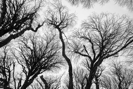 beautiful, contrasting tree branches against the sky, fog fades the branches in the distance, spatial effect, graphic drawing, Latviaの写真素材