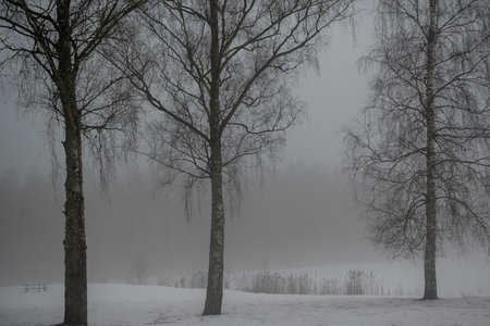 gloomy spring landscape with fog, cloudy and damp weather, bare tree branches in smoky fog, tree trunks, wet snow covers the ground, Latviaの写真素材