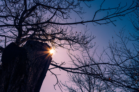 Nude tree brunches seem to be wanting to embrace someone or something while the sun is fallingの写真素材
