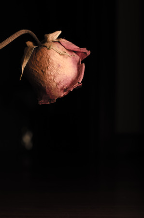 Dry rose lookind downwards seeming the weight of several winters over its petalsの写真素材