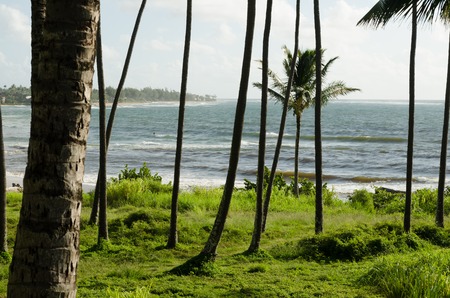 Palms, grass and the seaの写真素材