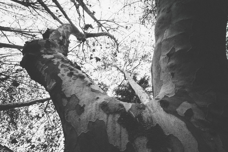 Old trees with large cbrunches growing up towards the far sky in Pamplona, Navarra, Spainの写真素材