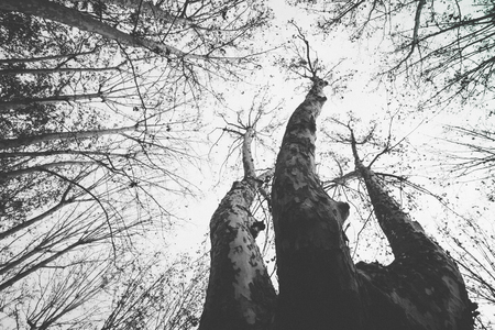 Old trees with large cbrunches growing up towards the far sky in Pamplona, Navarra, Spainの写真素材
