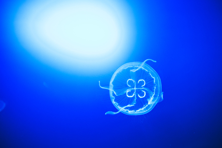 Elegant movement of moon jellyfish across blue water with a bright light in the background. San Sebastian, Spainの写真素材