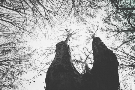 Old trees with large cbrunches growing up towards the far sky in Pamplona, Navarra, Spainの写真素材