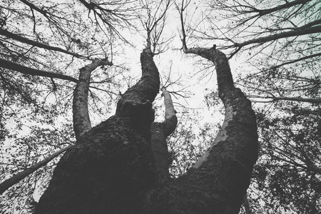 Old trees with large cbrunches growing up towards the far sky in Pamplona, Navarra, Spainの写真素材