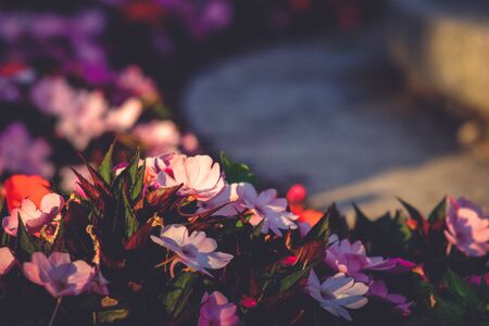 Crown of flower arround concret pathの写真素材