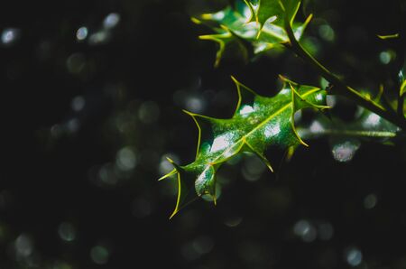 Holly leaves on black background out of focusの写真素材