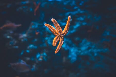 Starfish attached to the glass wall of the aquarium of San Sebastian, Spainの写真素材