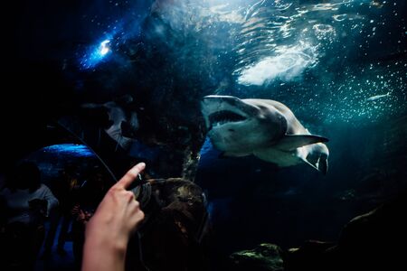 Woman finger pointing to a taken from below with water surface in the background in the aquarium of San Sebastian, Spainの写真素材