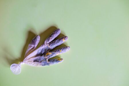 Blades of grass and yellow flowers inside a medical glove as a symbol of fighting coronavirusの写真素材