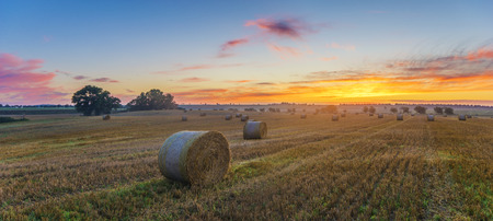 field after the harvest