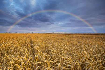 rainbow over the fieldの写真素材