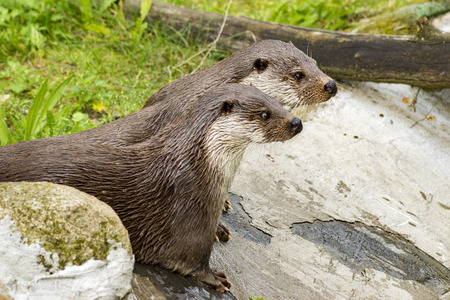 ottersの写真素材