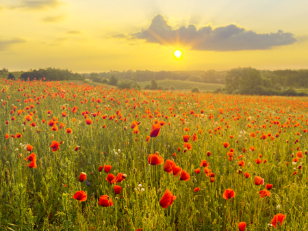 Red poppies in the light of the setting sunの写真素材