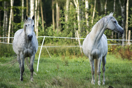 white horse in a meadow near the forestの写真素材