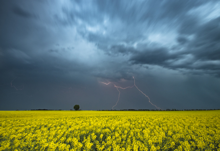 lightning striking in the rape field at nightの写真素材