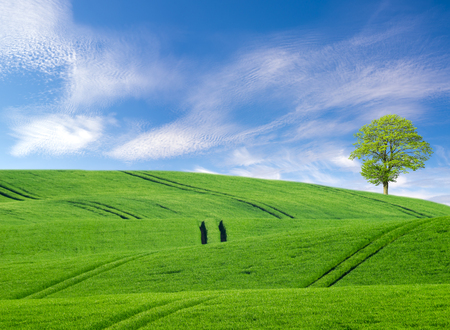 lonely tree on a green fieldの写真素材