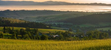 A field of oats on a field in the mountains on a beautiful misty morning