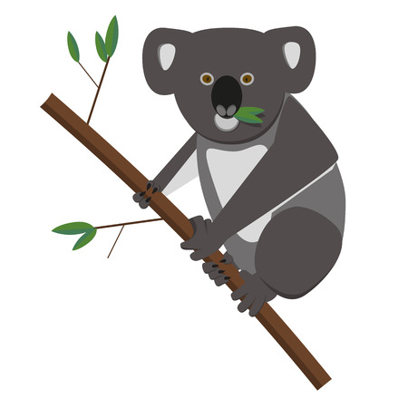 Koala bear eating eucalyptusleaves.のイラスト素材