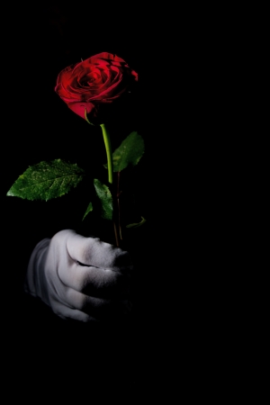 low key image of a red rose with white glove holding itの写真素材