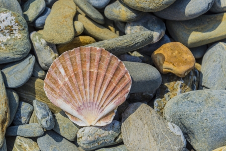 beautiful pecten shell laying on the rocks