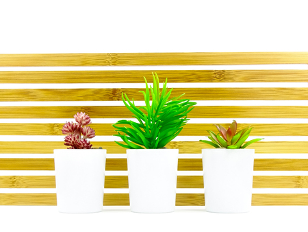 succulent small plants in a wood backgroundの写真素材
