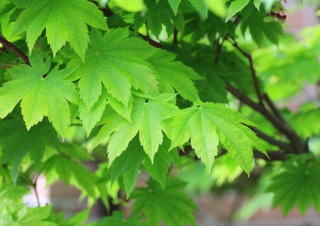 greeneryの写真素材