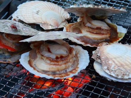 scallopsの写真素材