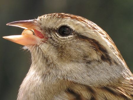 Sparrow Having Lunchの写真素材