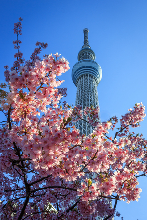 A sakura view of the Tokyo Skytreeのeditorial素材